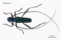 藏品(長腳藍天牛)的圖片